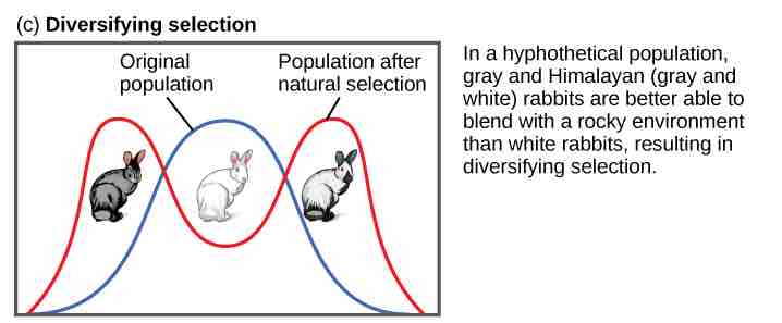 Diversifying (or disruptive) selection